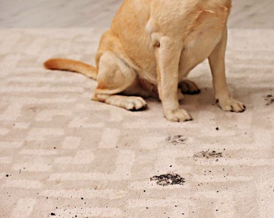Лендінг Створення лендінгу Carpet Сleaners